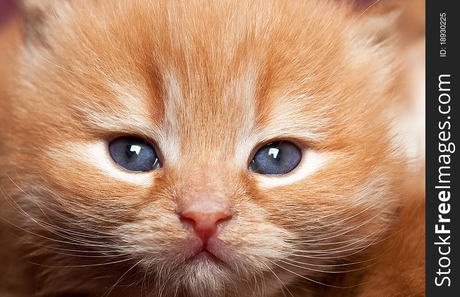 Portrait of redhead kitten with blue eyes. Portrait of redhead kitten with blue eyes
