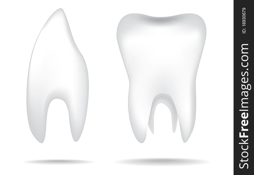 Isolated white illustrations of the human teeth