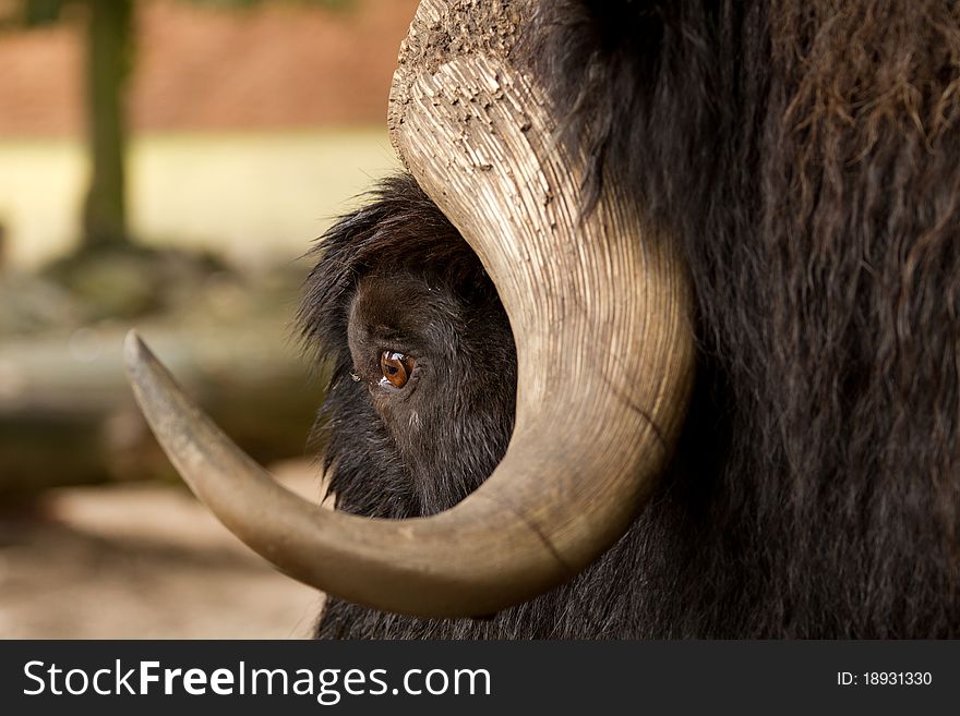 Muskox portrait from the zoo