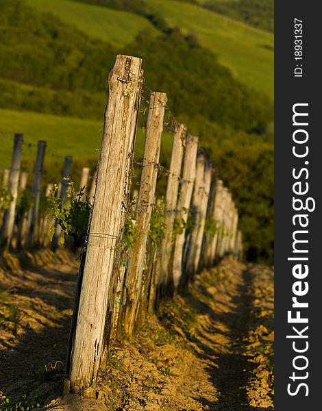 Vineyard in Tuscany (Italy) during the sunrise. Vineyard in Tuscany (Italy) during the sunrise