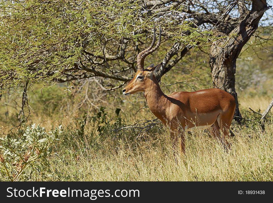 Impala Ram standing in the shade