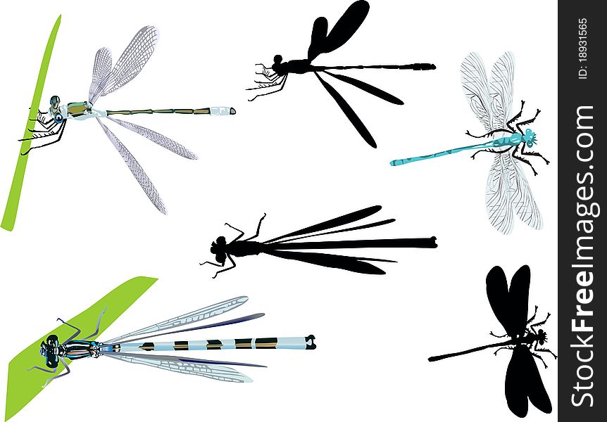 Illustration with dragonflies isolated on white. Illustration with dragonflies isolated on white