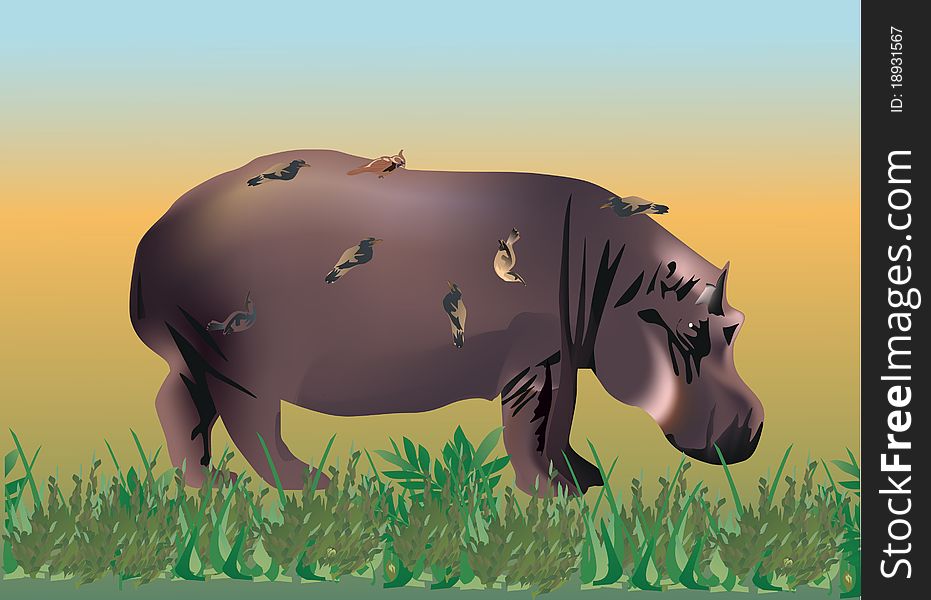 I;;ustration with hippopotamus in green grass. I;;ustration with hippopotamus in green grass