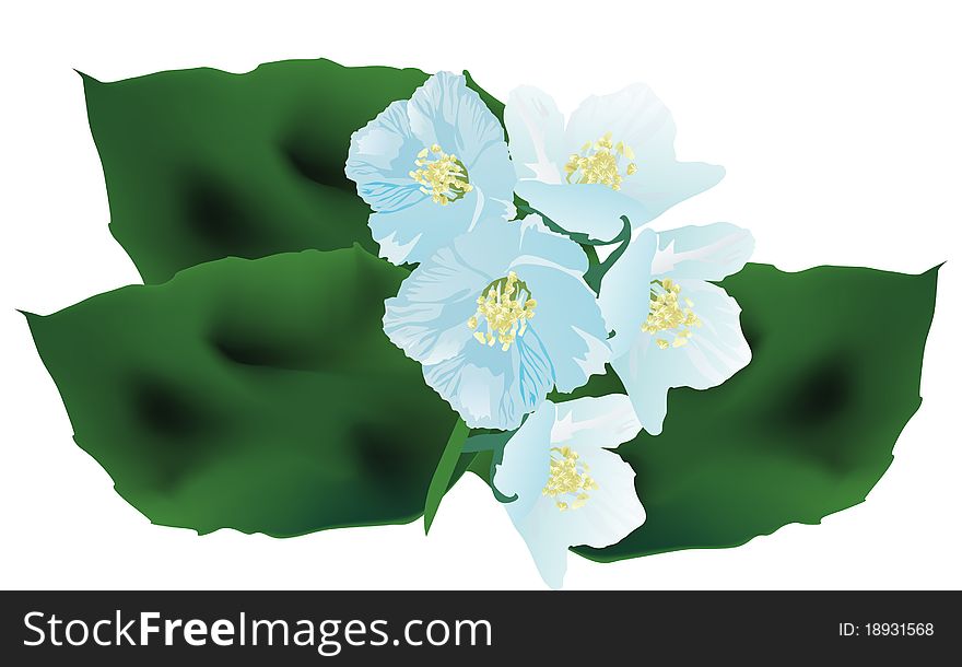 Illustration with jasmin flower branch on white bacground. Illustration with jasmin flower branch on white bacground