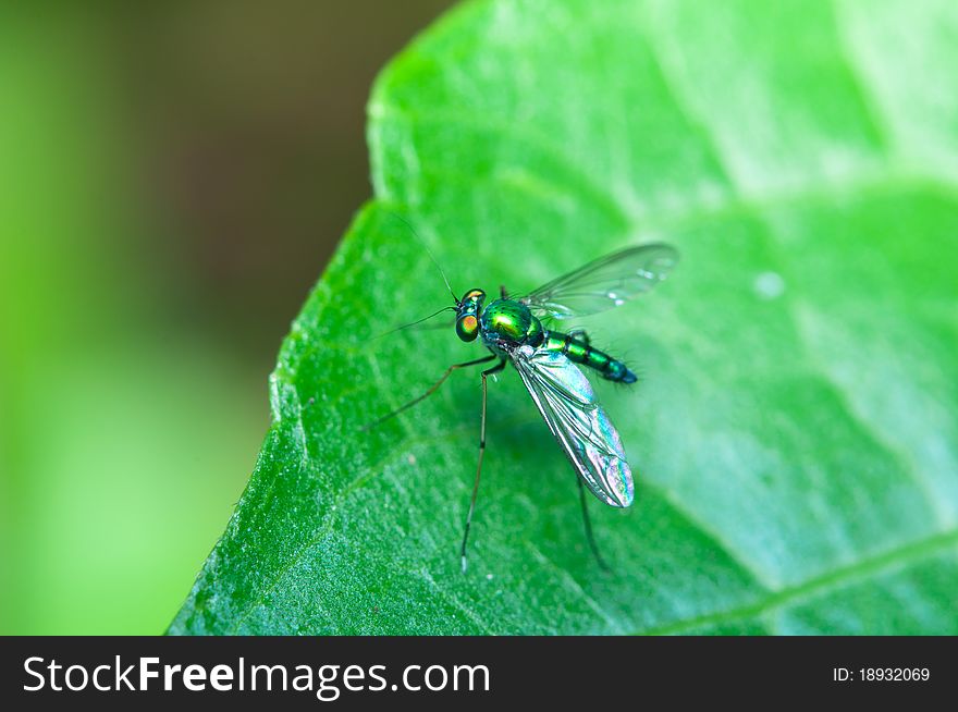 A closeup of stilt legged flies