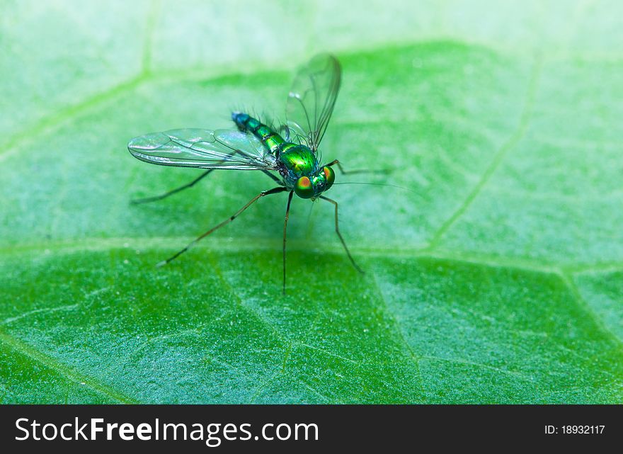 A closeup of stilt legged flies