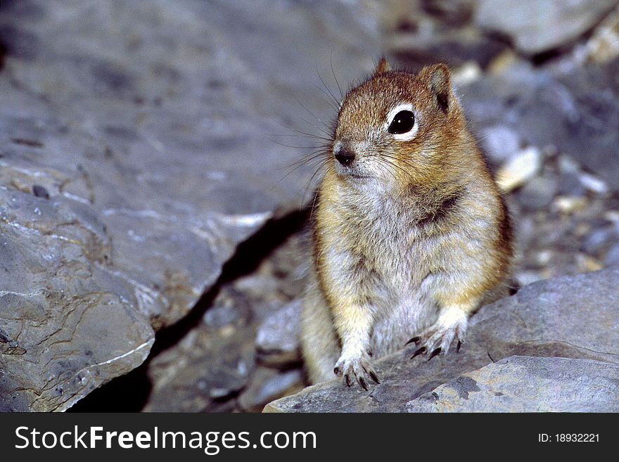 Golden Mantled Ground Squirrel at an opening to it's den.