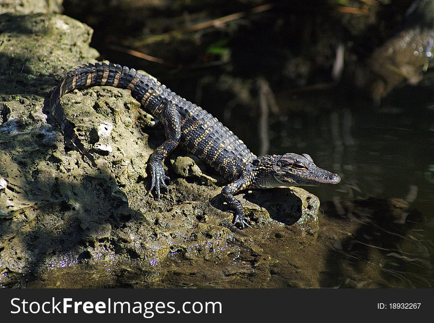 American Alligator (juvenile)