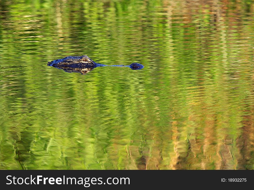 Alligator hunting in late evening light. Alligator hunting in late evening light