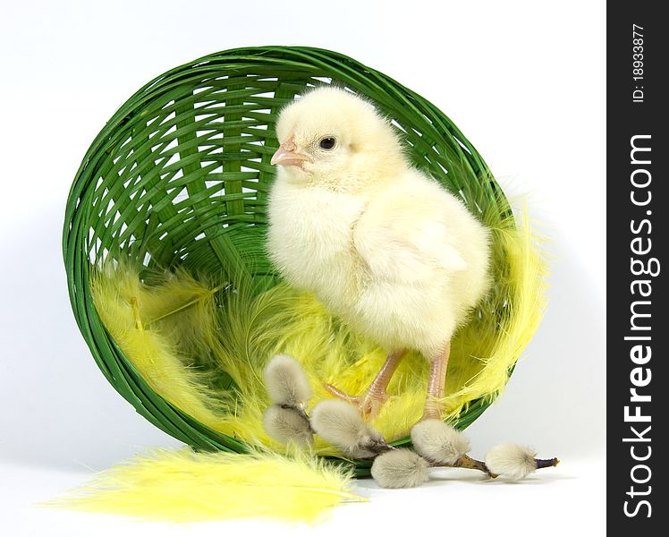 Green basket with the living chicken and catkins. Green basket with the living chicken and catkins