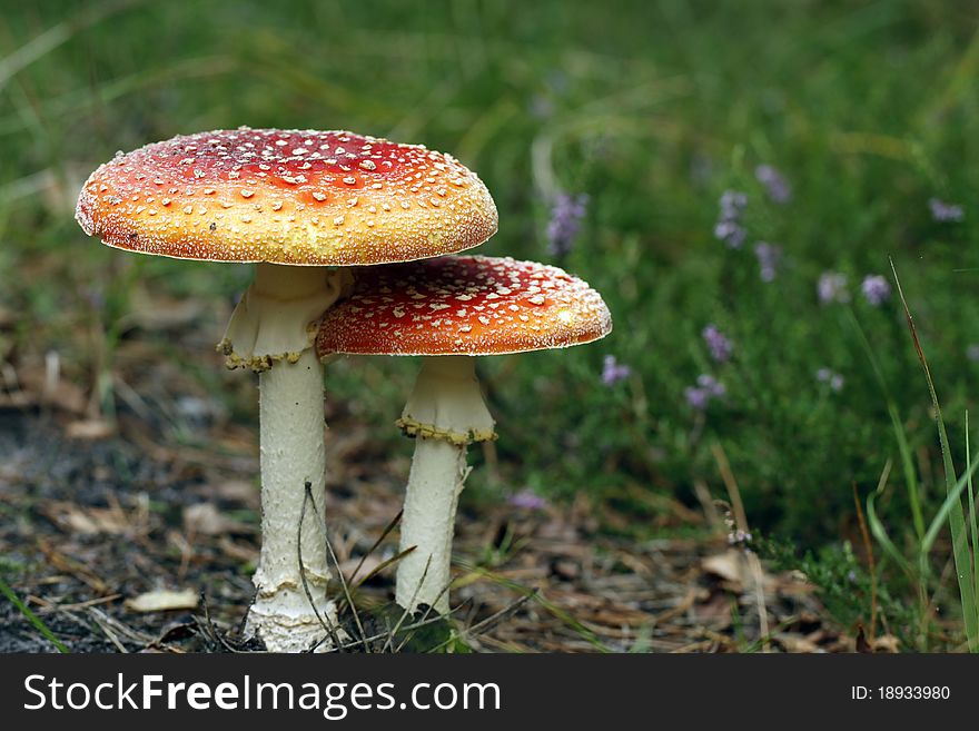 Fly agaric in the forest. Fly agaric in the forest