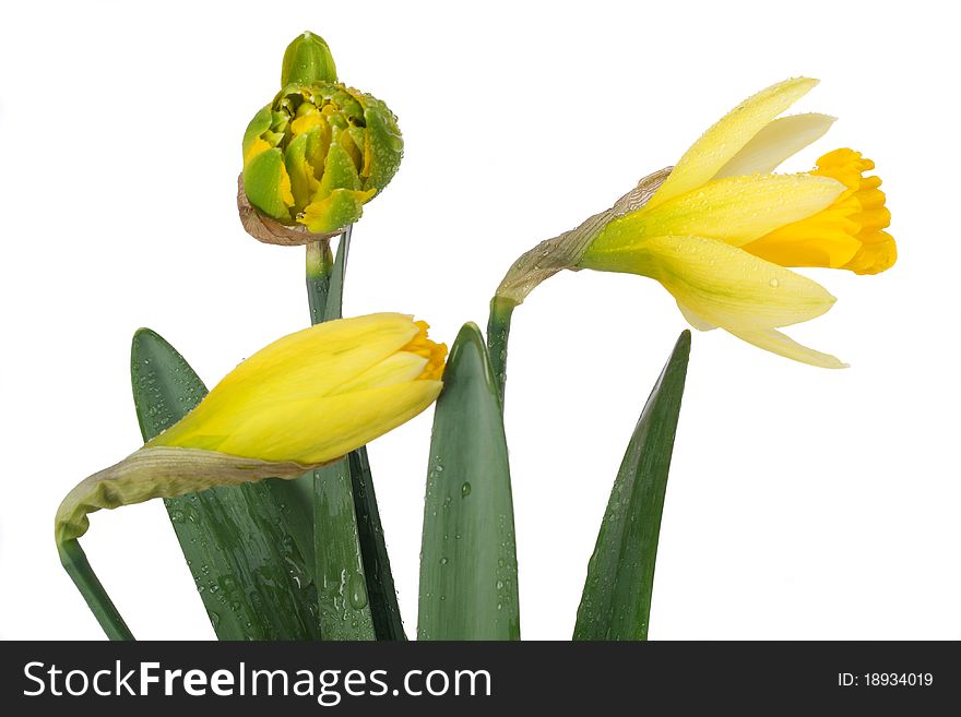 Three buds of narcissus isolated on white