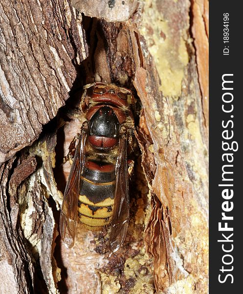 European hornet in the crack of the tree