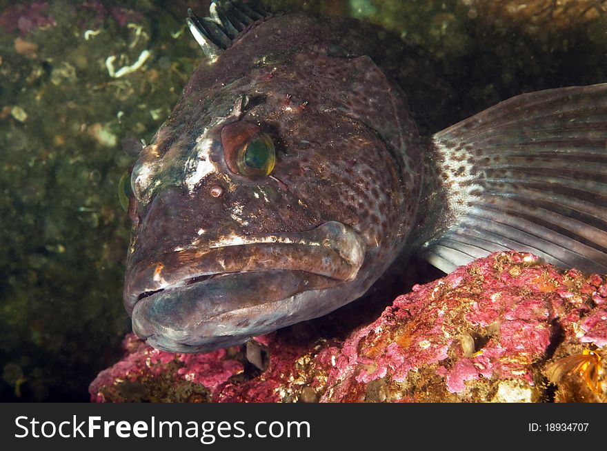 A ling cod displays it's wounds defending it's nest of eggs. A ling cod displays it's wounds defending it's nest of eggs