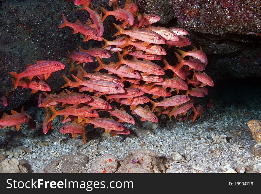 A school of goat fish hiding under a coral head in Hawaii