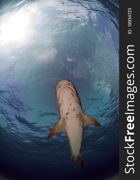 A female tiger shark passes over in the warm waters of the Bahamas