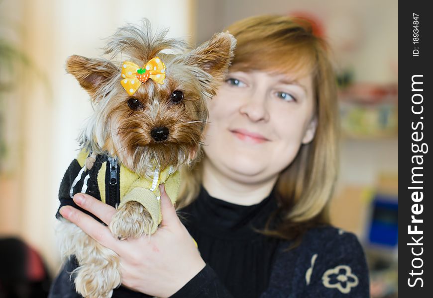 Yorkshire terrier red color with a yellow bow in a yellow jacket raised at the hands of the hostess, shallow depth of field. Yorkshire terrier red color with a yellow bow in a yellow jacket raised at the hands of the hostess, shallow depth of field