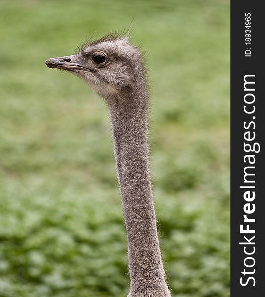 Curious ostrich head on green