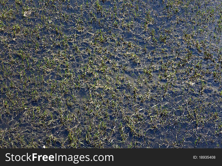 Swamp vegetation in lake's bank