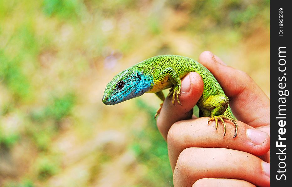 A hand holds a small green lizard. A hand holds a small green lizard