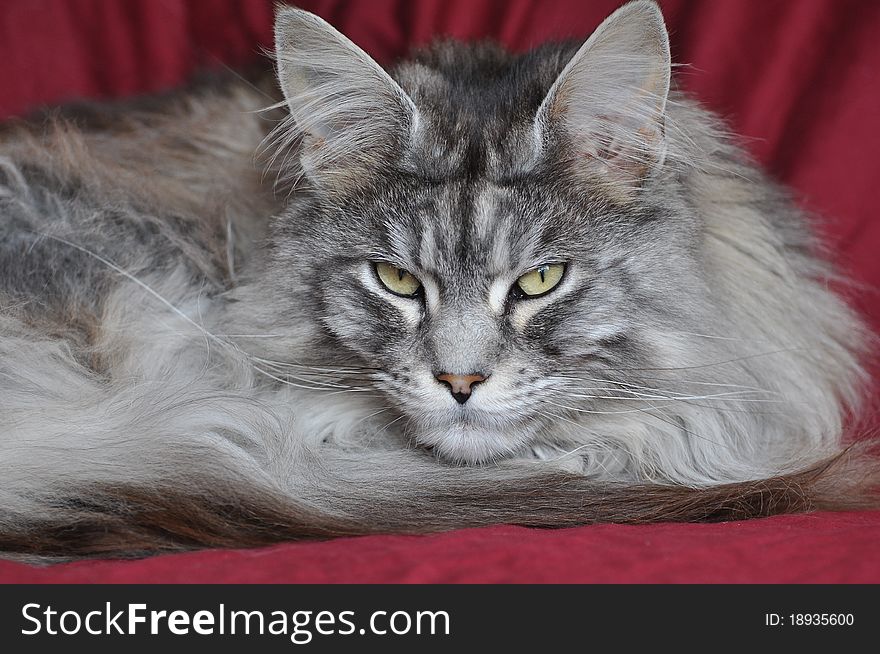 Maine Coon cat outdoors in Ireland