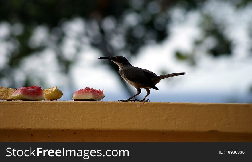 Thrasher about to eat some fruit