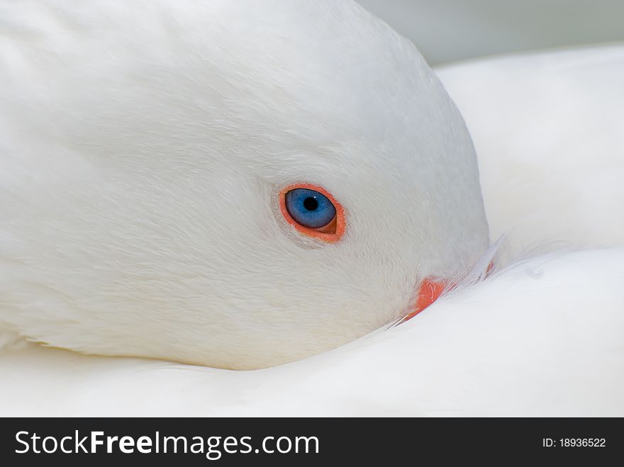 A tender and sad look in a beautiful swan's eye. A tender and sad look in a beautiful swan's eye