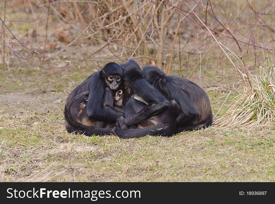 Monkey family hide on cold weather