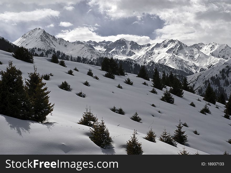 Winter scene of trees and snow in mountain. Winter scene of trees and snow in mountain.