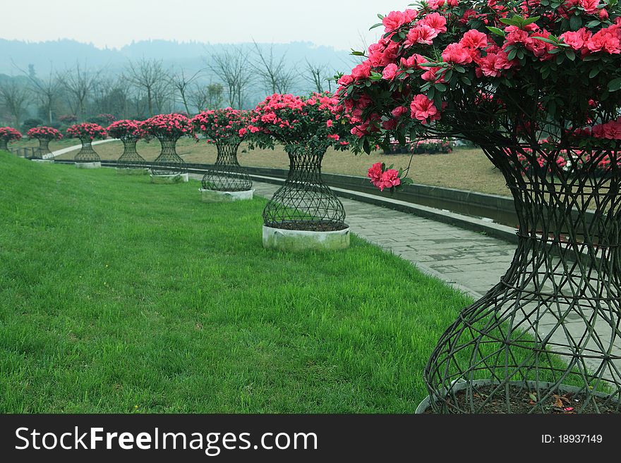 Azalea in a garden closed to Chengdu city