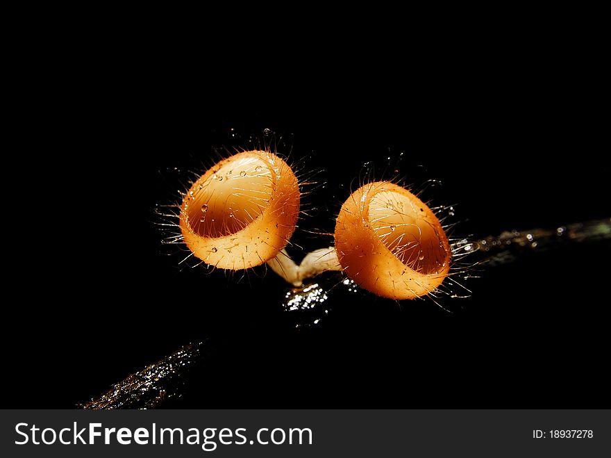 Red mushroom in the tropical rain forest.