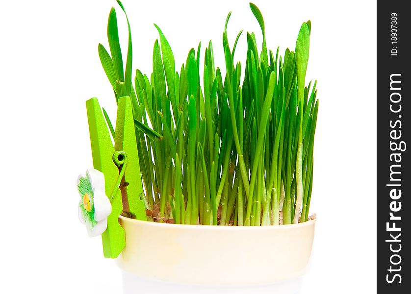 Flowerpot with green grass over white background