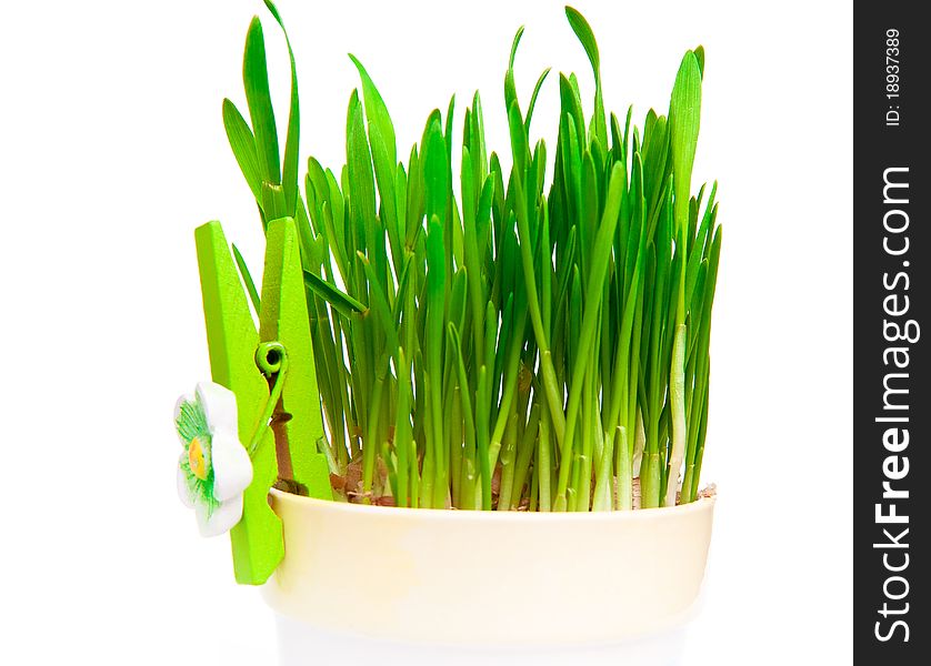 Flowerpot with green grass