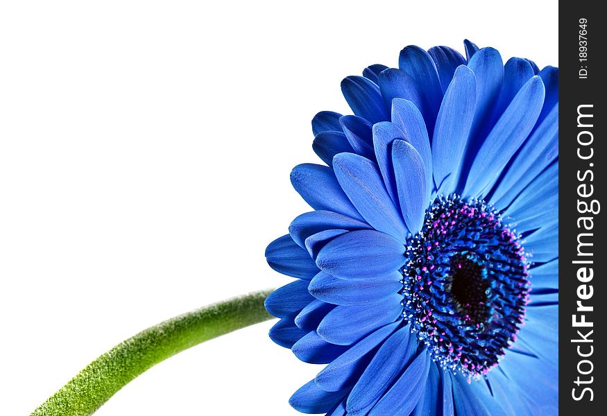 Close up abstract of a blue daisy gerbera