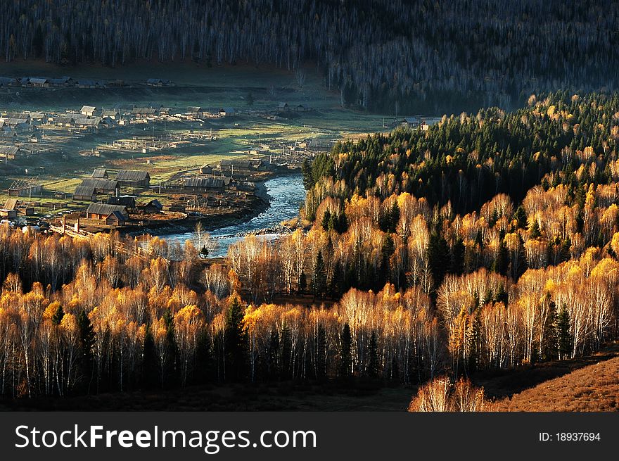 Golden trees,brook and village in Sinkiang, China,in an early autumn morning. Golden trees,brook and village in Sinkiang, China,in an early autumn morning