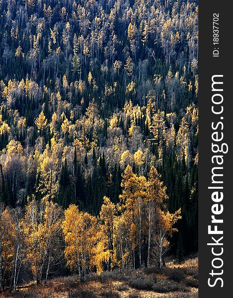 Landscape of golden trees in an early autumn morning. Landscape of golden trees in an early autumn morning