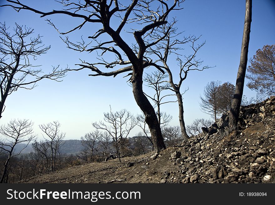 Forest at the Carmel mountain in Israel after fire. Forest at the Carmel mountain in Israel after fire