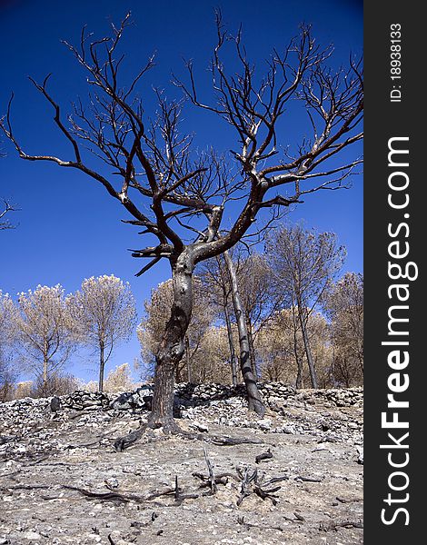 Forest at the Carmel mountain in Israel after fire. Forest at the Carmel mountain in Israel after fire