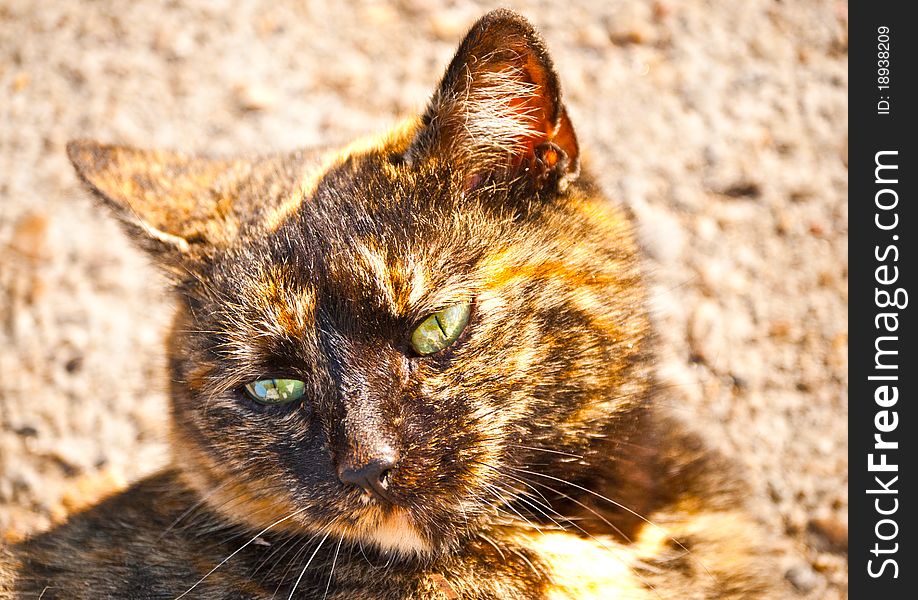 Brown Cat Portrait