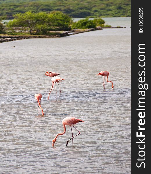 Pink wild flamingos in the water.