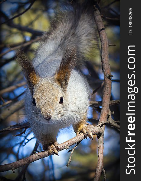 Curious little squirrel on branches. Curious little squirrel on branches