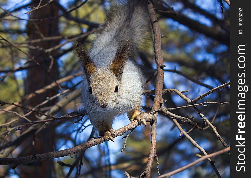 Curious little squirrel on branches. Curious little squirrel on branches