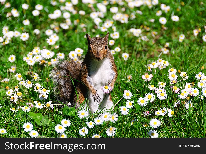 Squirrel standing on the lawn of daisies. Squirrel standing on the lawn of daisies