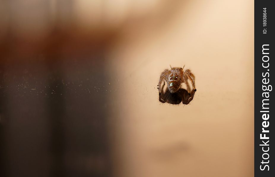Spider crawling on mirror table in macro mode with reflection on surface. Spider crawling on mirror table in macro mode with reflection on surface