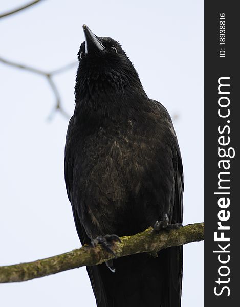 Carrion Crow (Corvus Corone)