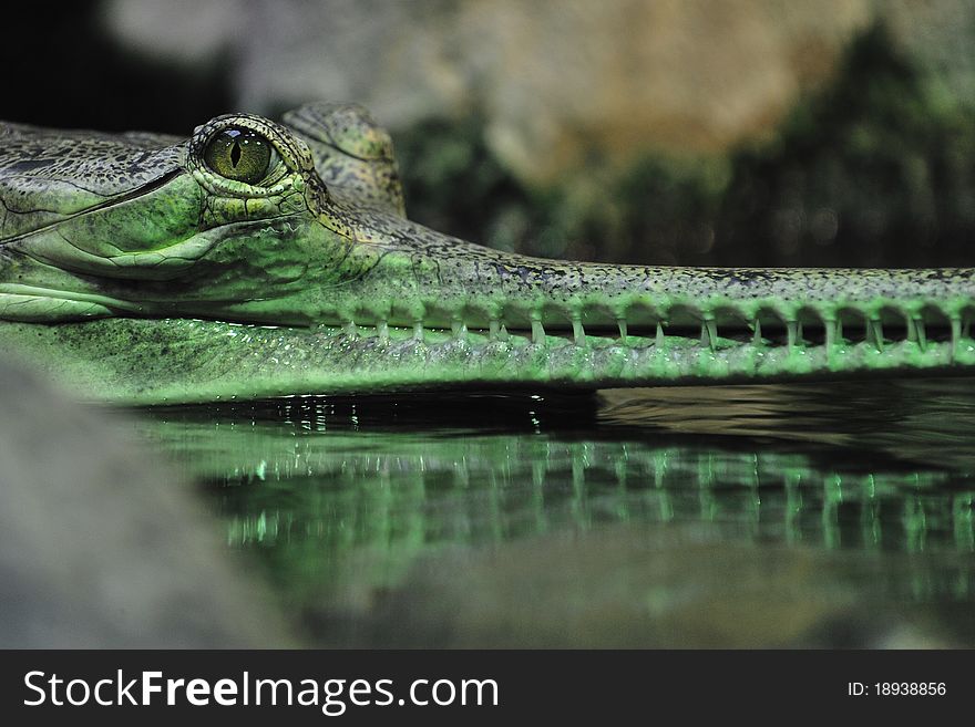 Indian gavial in Prague ZOO.