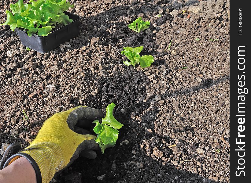 A hand with a garden glove being planting foot salad. A hand with a garden glove being planting foot salad