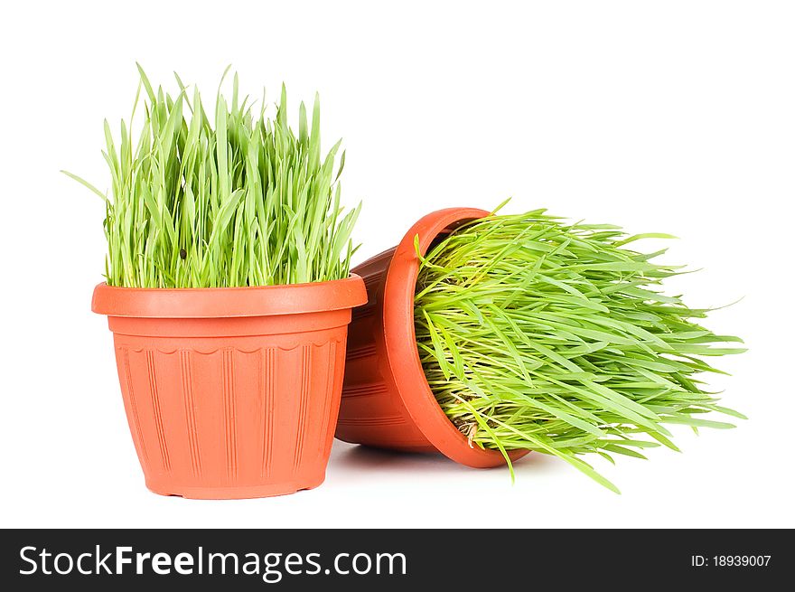 Green Grass In A Pot Isolated On A White