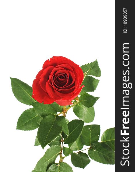 Red rose isolated on white