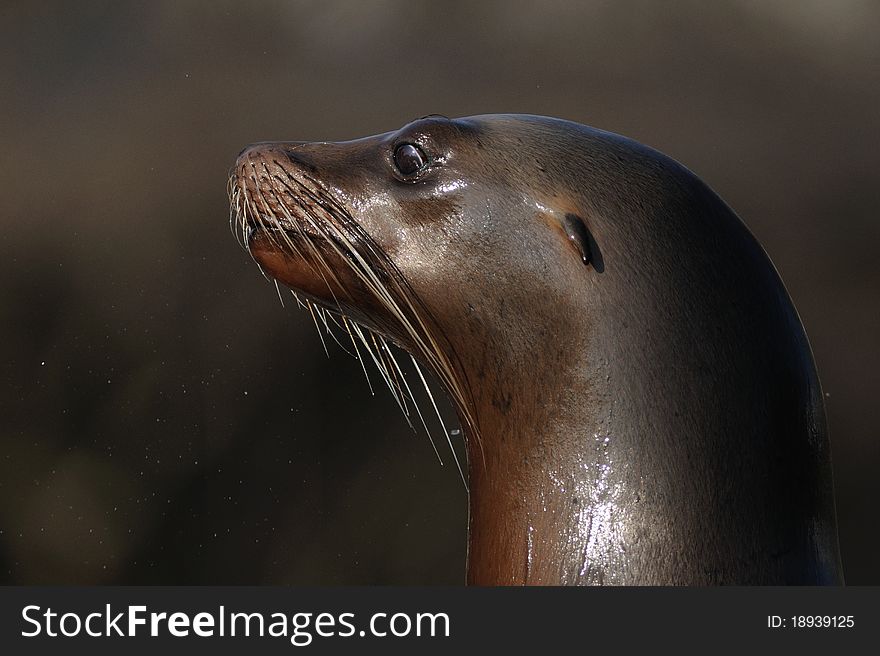 This sea lion lives in North America. This sea lion lives in North America.